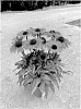 Echinacea%20purpurea%20%27BullEchipur%20111%27