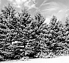 Picea%20pungens%20var.%20glauca%20%27Hymes%20Blue%20Dream%27