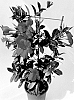 Mandevilla%20sanderi%20%27MAN222901%27