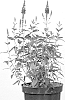 Veronica%20longifolia%20X%20Veronica%20spicata%20%27Allvbaby%27