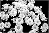 Leucanthemum%20x%20superbum%20%27Lemon%20Meringue%27