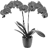 Phalaenopsis%20hybrida%20%27Cheeky%20Pirate%27