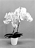 Phalaenopsis%20hybrid%20%27PHA567431%27