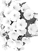 Petunia%20x%20hybrida%20%27DOPETSWEEWHI97%27