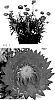 Xerochrysum%20bracteatum%20%27Bonxer%201856%27