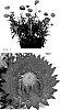 Xerochrysum%20bracteatum%20%27Bonxer%201856%27