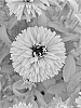 Rudbeckia%20hirta%20%27Lion%20Cub%27