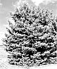 Picea%20pungens%20var.%20glauca%20%27Wards%20Blue%20Waves%27