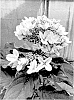 Hydrangea%20paniculata%20%27MDBPV1%27