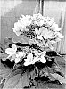 Hydrangea%20paniculata%20%27MDBPV1%27
