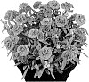 Dianthus%20caryophyllus%20%27Hilsinclair%27