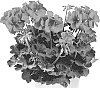 Pelargonium%20x%20hortorum%20X%20Pelargonium%20peltatum%20%27Pactioscarkiss%27