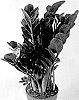 Zamioculcas%20zamiifolia%20%27ZAM202201%27