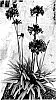 Agapanthus%20hybrid%20%27DWAgHyb01%27