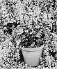 Plectranthus%20hybrid%20%27De%20Wet%20P%27