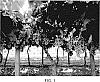 Vitis%20vinifera%20L.%20%27INIA-G4%27