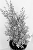 Pittosporum%20tenuifolium%20%27PITG722%27