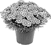 Dianthus%20allwoodii%20hort.%20%27WP22%20ELECDR%27
