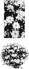 Chrysanthemum%20x%20morifolium%20%27CIFZ0106%27