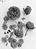 Rosa%20hybrida%20%27Poulcas065%27