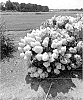 Hydrangea%20paniculata%20%27Pan1782hydr%27