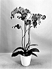Phalaenopsis%20hybrid%20%27PHA777638%27