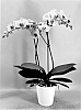 Phalaenopsis%20hybrid%20%27PHA601241%27