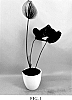 Anthurium%20andraeanum%20L.%20%27AN2684808%27