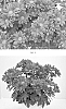 Chrysanthemum%20x%20morifolium%20%27CIDZ0120%27