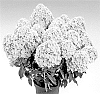 Hydrangea%20paniculata%20%27HP221905%27