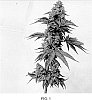 Cannabis%20sativa%20%27AFZ%27