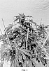 Cannabis%20sativa%20%27ZLT%27