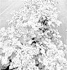 Vaccinium%20corymbosum%20%27BB14-112PT-2%27