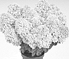 Hydrangea%20paniculata%20%27HP221902%27