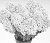 Hydrangea%20paniculata%20%27HP221902%27