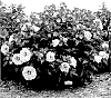 Hibiscus%20hybrid%20%28L.%29%20%27All%20Eyes%20on%20Me%27