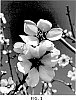 Prunus%20amygdalus%20Batsch.%20%27Buralmfour%27
