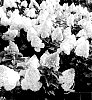 Hydrangea%20paniculata%20%27HP221901%27
