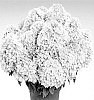 Hydrangea%20paniculata%20%27HP221906%27