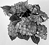 Hydrangea%20macrophylla%20%27H223905%27