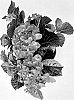 Hydrangea%20macrophylla%20%27H223906%27