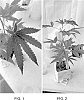 Cannabis%20sativa%20%27ZUCHI%27
