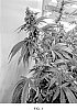 Cannabis%20sativa%20%27TZT%27