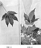Cannabis%20sativa%20%27POI%27