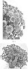 Chrysanthemum%20x%20morifolium%20%27CIFZ0100%27