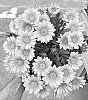 Gazania%20krebsiana%20x%20Gazania%20rigens%20%27DwGzHy01%27
