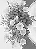 Petunia%20X%20hybrida%20%27WGPESMVYEL%27