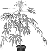 Fatsia%20polycarpa%20%27HBFP03%27