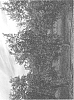 Olea%20europaea%20L.%20%27I-20%27