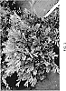 Distylium%20sp.%20hybrid%20%27DISmd-15-18%27